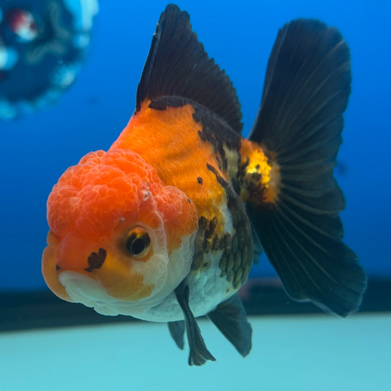 Thai Oranda Apache 2.5” Body Male(CK-849)R3B18
