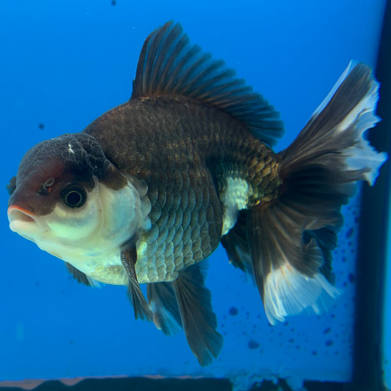 Thai Oranda Panda 4.5” Body Male(BIN-CK-1064)SHOWTANK2