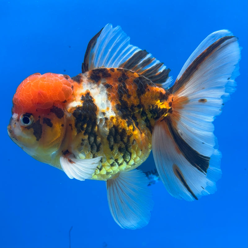 Thai Oranda Tri-Color Calico Tiger 4” Body Male(CK-1361)SHOWTANK2