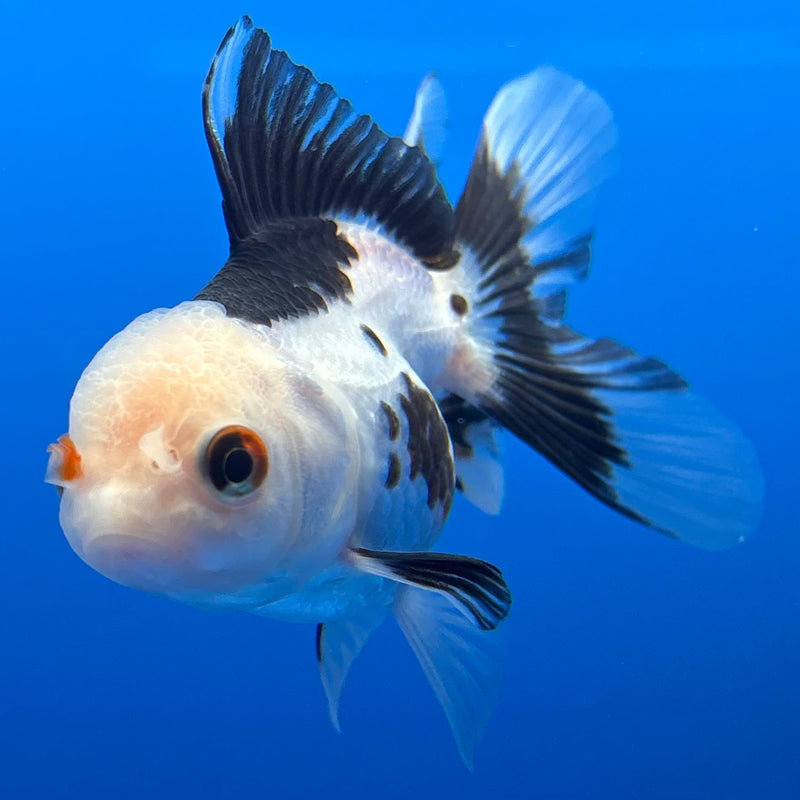 Thai Oranda Panda/Tri-Color 2” Body Female(CK-1008)R3B16