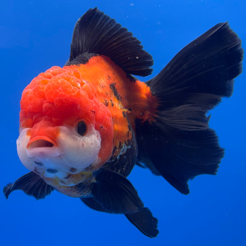 Thai Oranda JUMBO Apache 4.5” Body Female(QGF-CK-1319)BLUETUB1