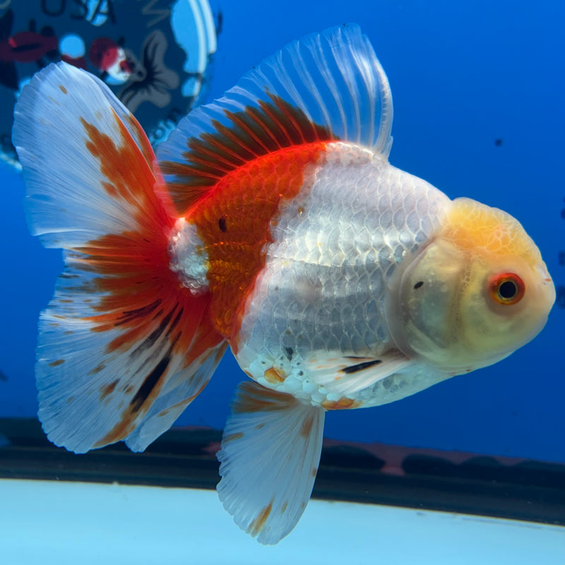 Thai Oranda Lemon Head Tri-Color 3.5” Body Male(QGF-CK-1073)SHOWTANK