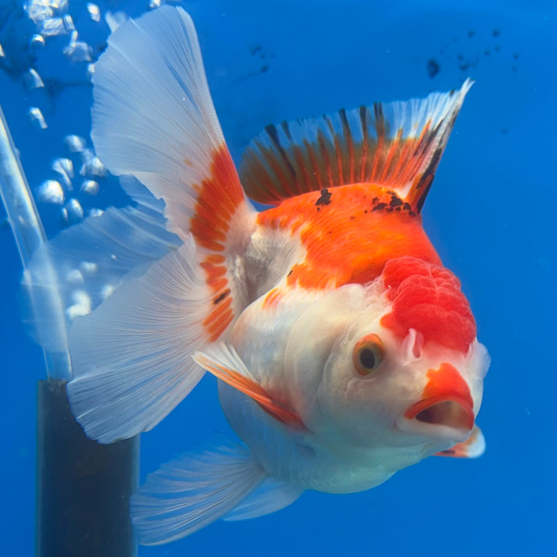 Thai Oranda Tri-Color 3” Body Female(CK-1200)SHOWTANK