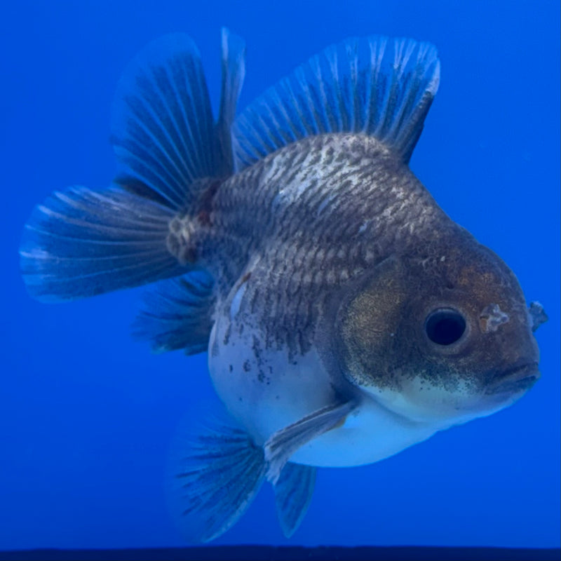 Thai Oranda SHOGUN 2.5” Body Male(CK-735)R1A09
