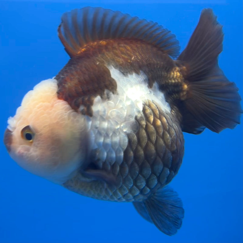 Thai Premium Oranda Yuanbao Panda 4” Body Female(CK-749)R1BlueTub4