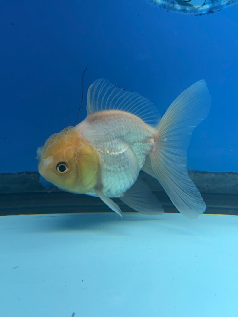 Thai Oranda Lemonhead 2.5” Female (FEB-267)R3A09
