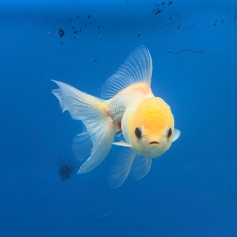Thai Oranda Lemonhead 2.5” Female (FEB-315)R3B08