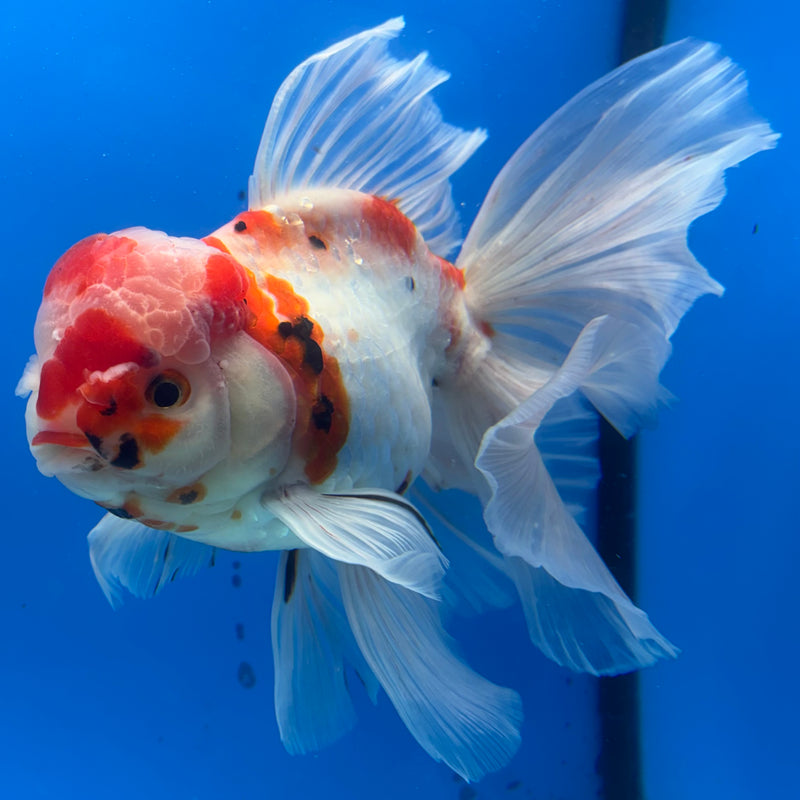 Thai Oranda JUMBO Orchid Tail Tri-Color Calico 4.5” Body Male(CK-1363)SHOWTANK2