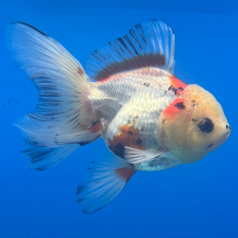 Thai Oranda Lemon Head Tri-Color 2.5” Body Female(CK-1295)R3B19