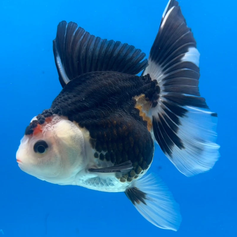 Thai Oranda Tri-Color 3” Body Male(CK-1420)R3A11