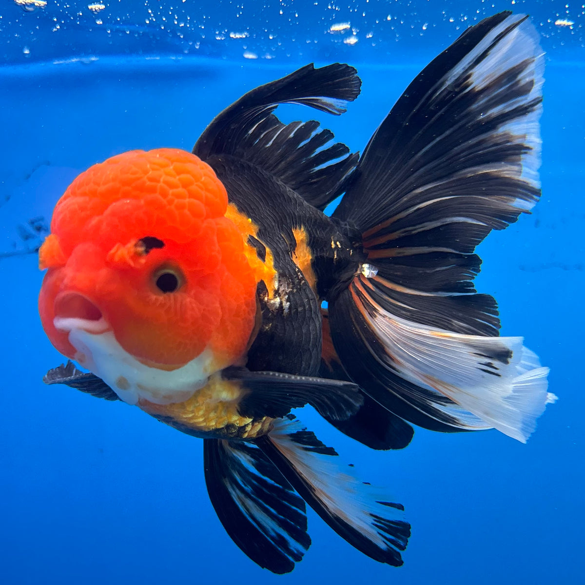 Thai Oranda Apache 3.5” Male(CK-1623)R2A07