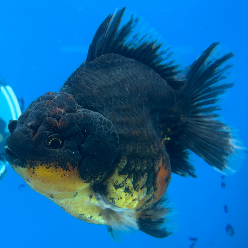 Thai Oranda Calico 3.5” Body Male(CK-1517)BLUETUBD
