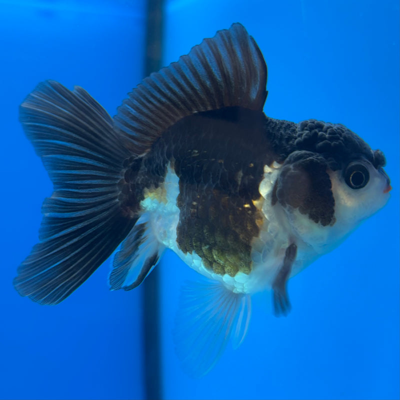 Thai Oranda NOK Panda 2.5” Body Male(NOK-CK-1185)R3B15