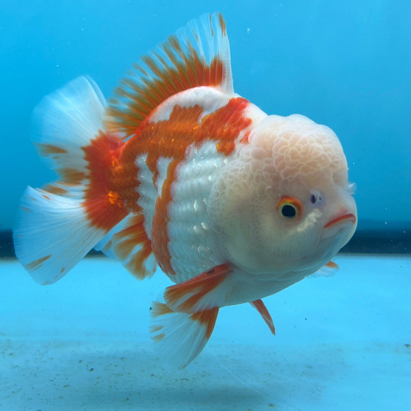Thai Premium Jumbo Red/White Lemon Head Short Tail Giant Breed 5.00 inch Body Oranda Male (CRP-JO1010)