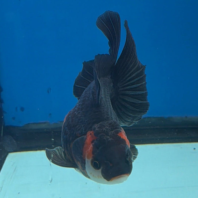 Thai Oranda Apache 3in Female (FEB-295)R2B05