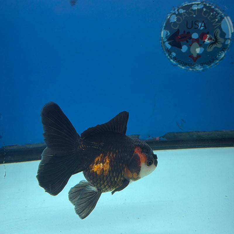 Thai Oranda Apache 3in Female (FEB-295)R2B05