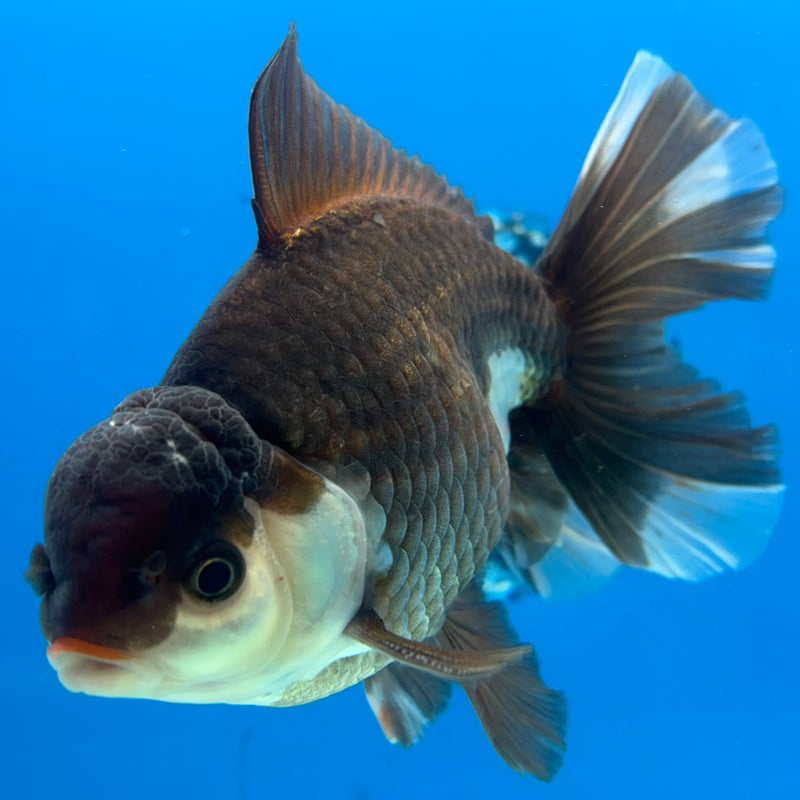 Thai Oranda Panda 4.5” Body Male(BIN-CK-1064)SHOWTANK2