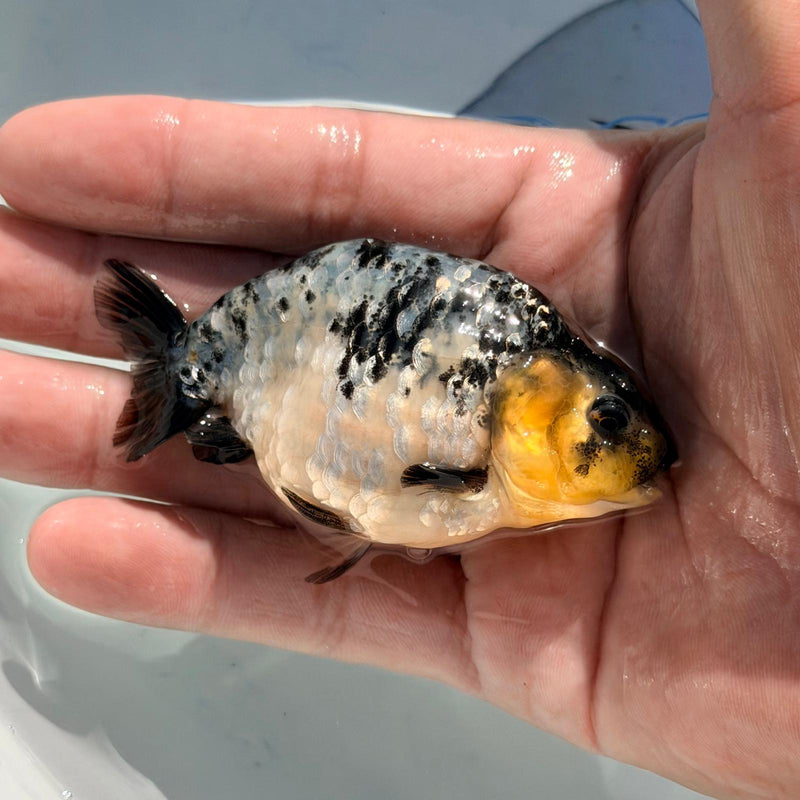 (KP-228) Thai Cow/White Tiger Dragon Head Ranchu R3B05