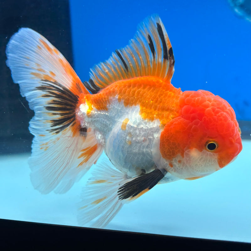 Thai Oranda Tri-Color 3” Body Male(CK-962)R3B12