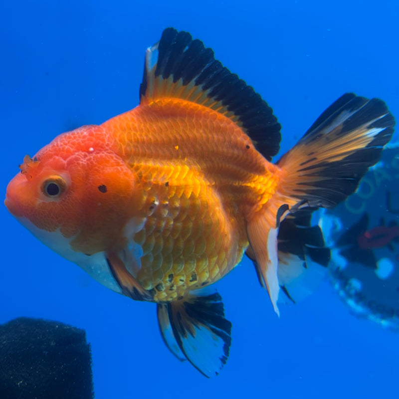 Thai Oranda Apache 3.5” Body Female(CK-1198)SHOWTANK