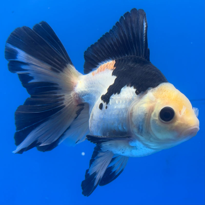 Thai Oranda Panda 3” Body Male(CK-845)R3B19