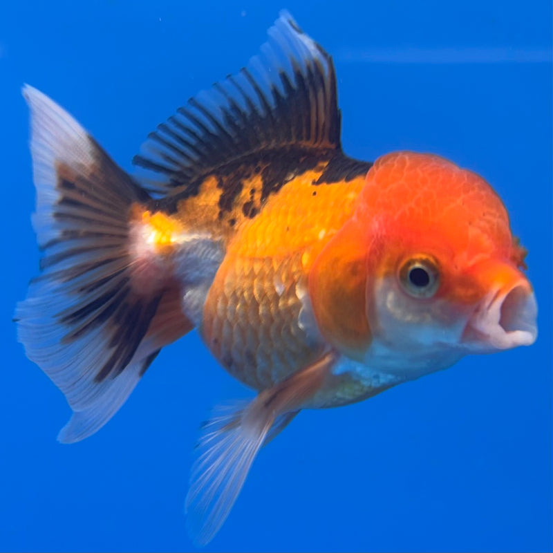 Thai Oranda Apache 2.5” Body Male(CK-1303)R3B16