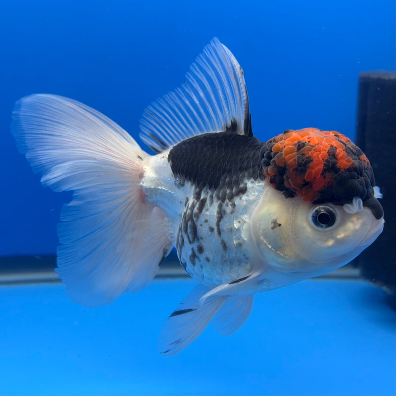 Thai Oranda Tri-Color 3.5” Body Female(CK-733)R1B01