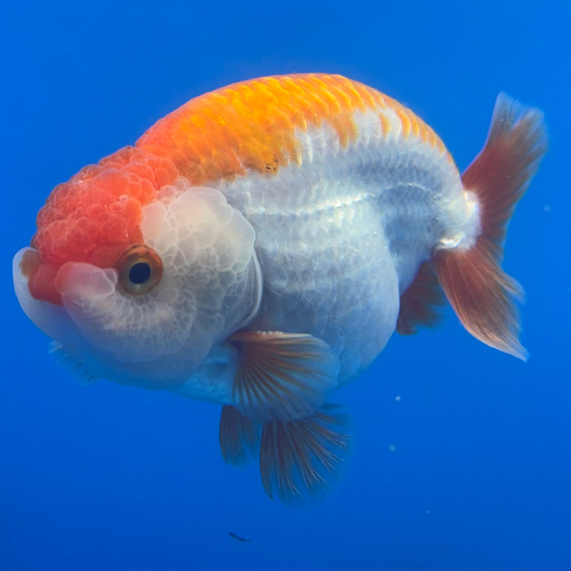 Thai Ranchu Red/White 3.5” Body Male(CK-826)R3A13