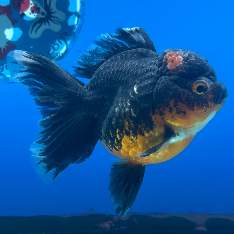 Thai Oranda Calico Yuanbao by SHOGUN 3” Body Female(CK-1202)SHOWTANK
