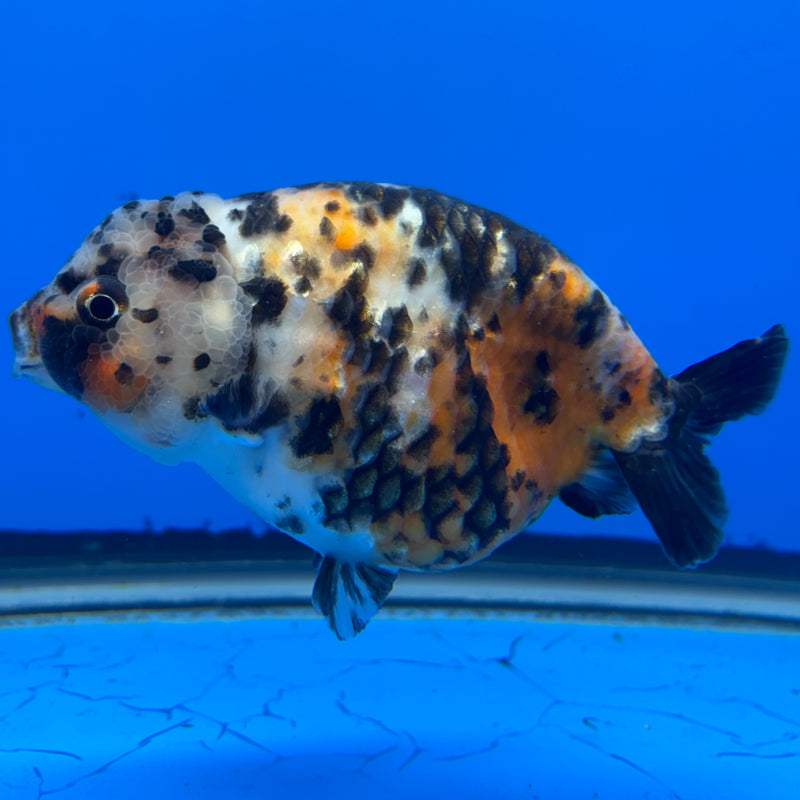 Chinese Ranchu Calico 4” Body Male(CK-1462)R2A07