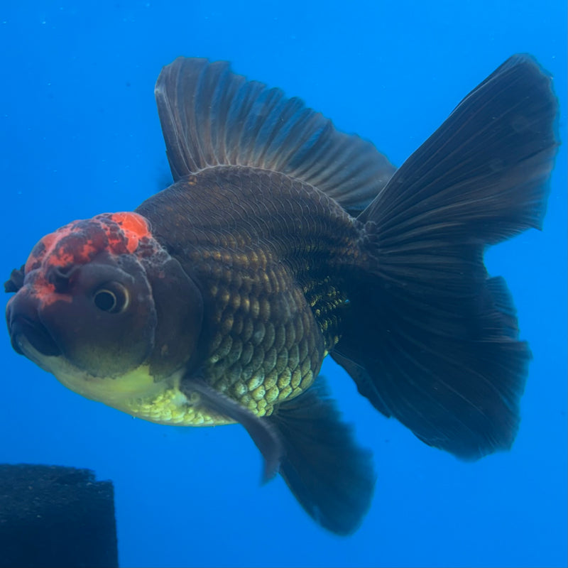 Thai Oranda Black Body Red Cap 3” Body Male(CK-1408)R1B09