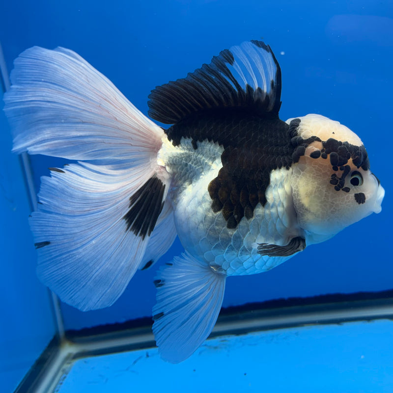 Thai Oranda AA JUMBO Panda 4” Body Female(AA-CK-1352)R1BLUETUB3