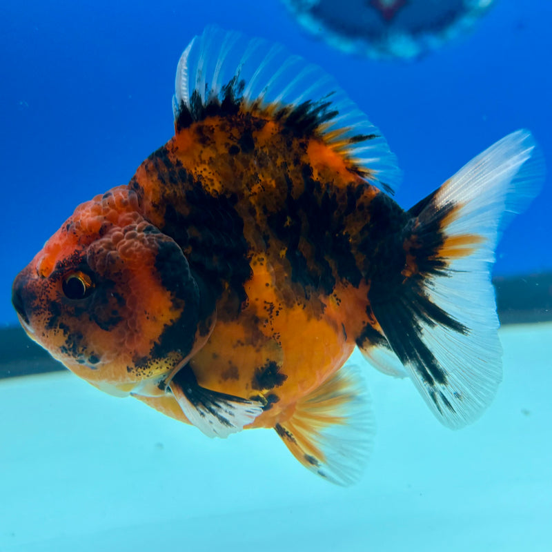 Thai Oranda SHOGUN 3” Body Male(CK-1139)R3A15