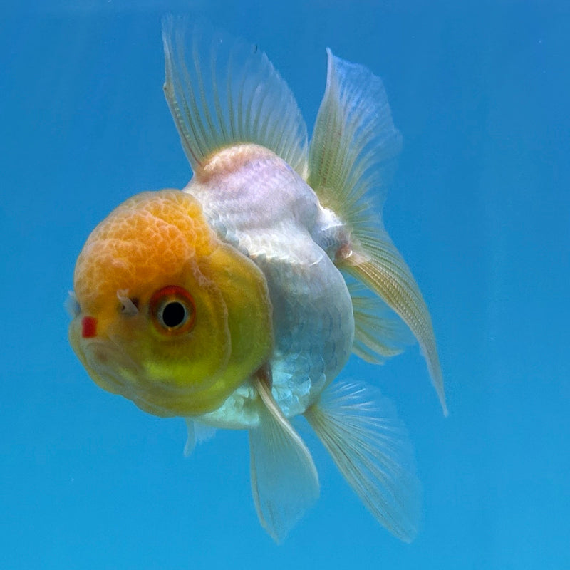 Thai White Lemon-Head Oranda 2.5“Body Male (JCD-149)R4C05