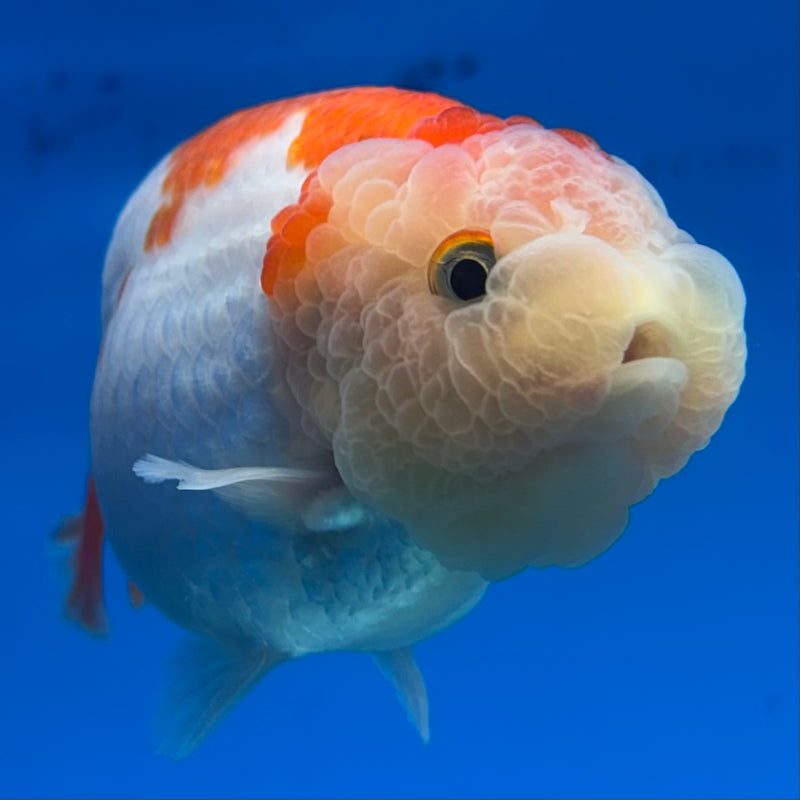 Thai Ranchu Red/White 3” Body Male(CK-991)R3B03