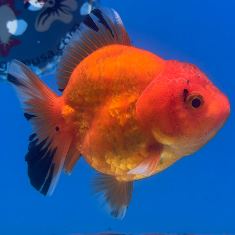 Thai Oranda SHOGUN 3” Body Female(CK-1152)R3A11