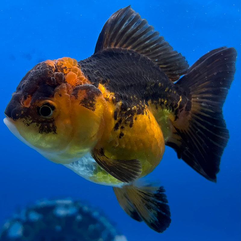 Thai Oranda Apache 2.5" Female(CK-1550)R3A16