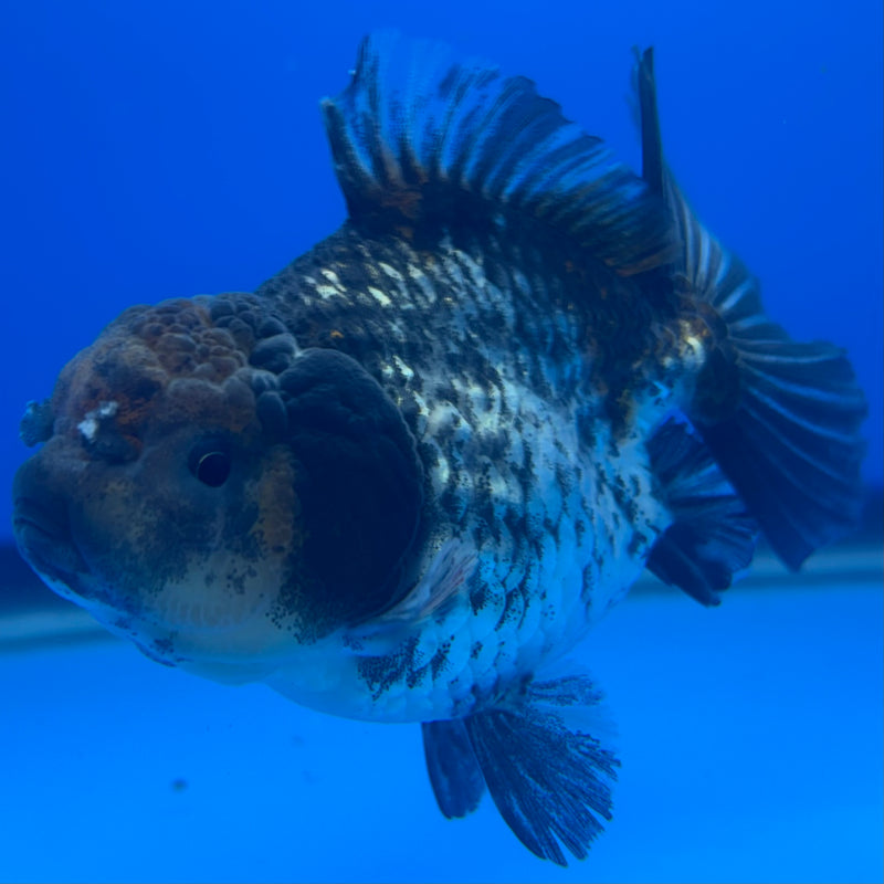 Thai Oranda SHOGUN 2.5” Body Male(CK-797)R1B04
