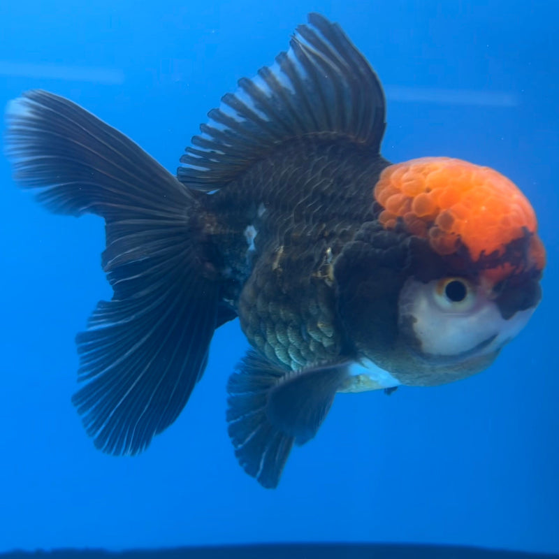 Thai Oranda Tri-Color 3” Body Male(CK-658)R1B11