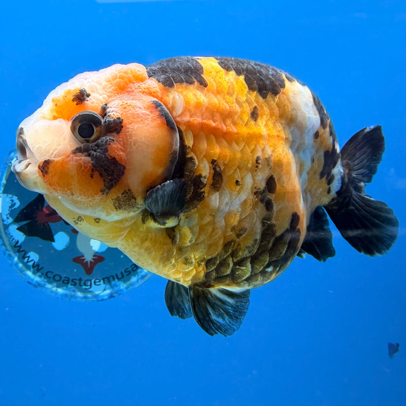 Chinese Ranchu Tiger Calico 4in Female (FEB-278)BLUETUBC