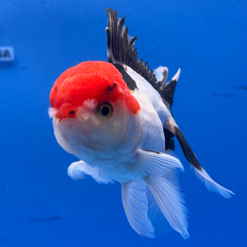 Thai Oranda Tri-Color 3” Body Male(CK-976)R3B09
