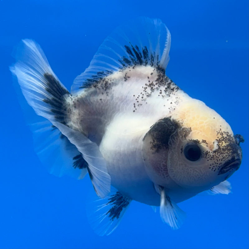 Thai Oranda Panda SHOGUN Calico 2.5” Body Male(CK-717)R1A06