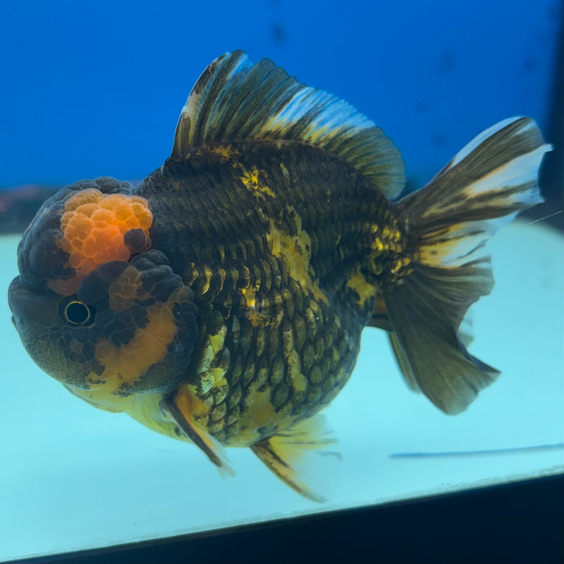 Thai Oranda Tri-Color Calico Tiger 3” Body Male(QGF-CK-1097)SHOWTANK