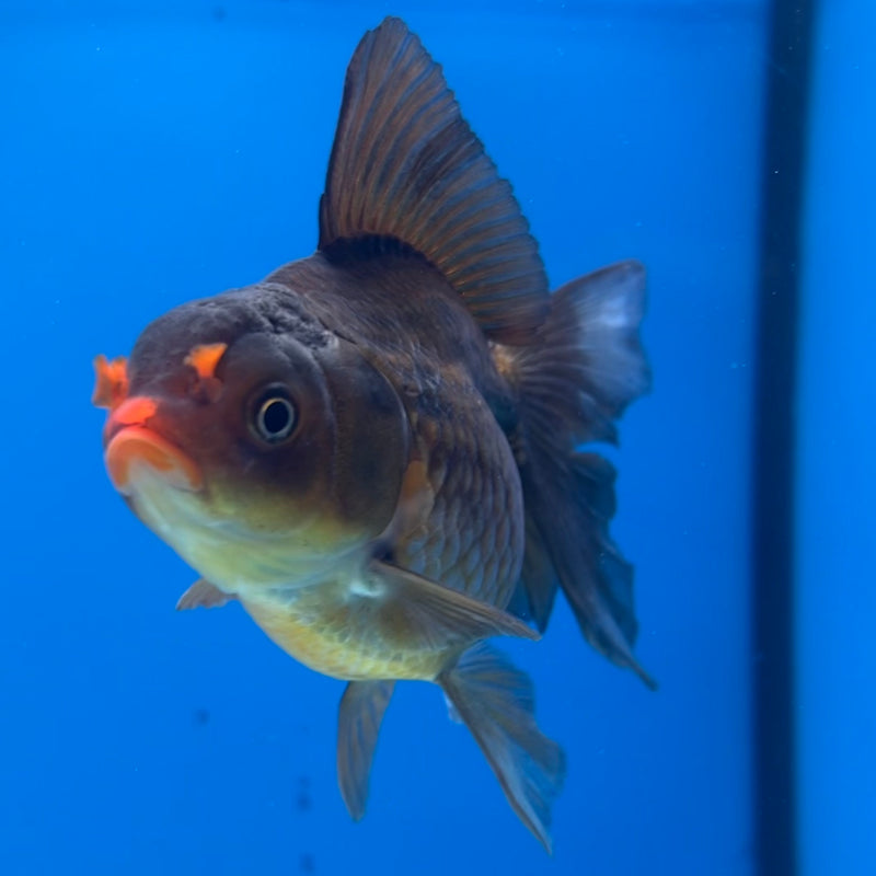 Thai Oranda Black Body Red Cap 3” Body Male(CK-1419)R3A11