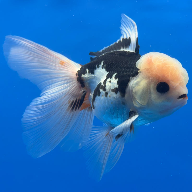 Thai Oranda Panda 3” Body Male(CK-1378)R1B11