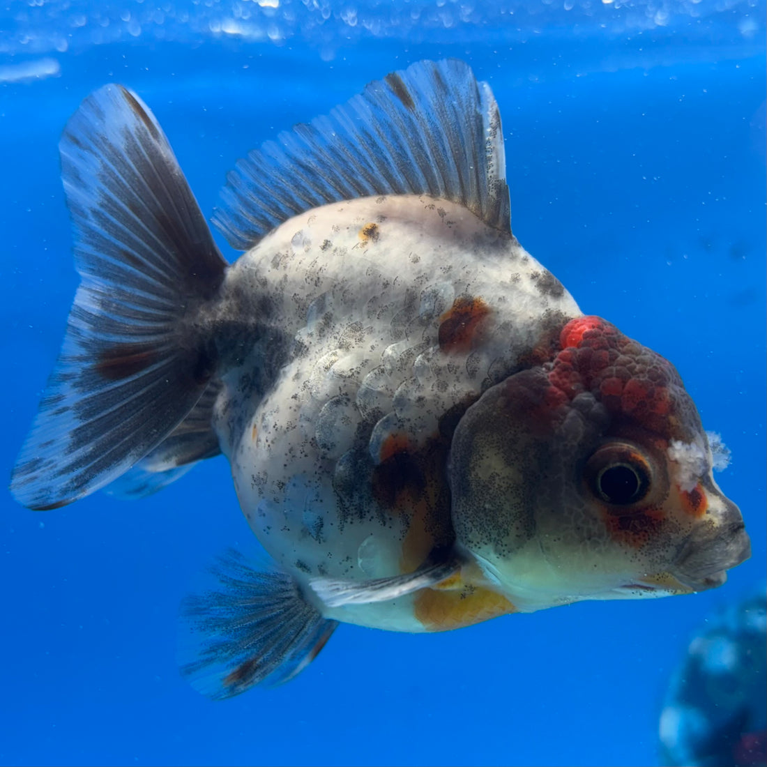 Thai Oranda Calico Yuanbao by SHOGUN 2.8” Body Male(CK-1595)R3B08