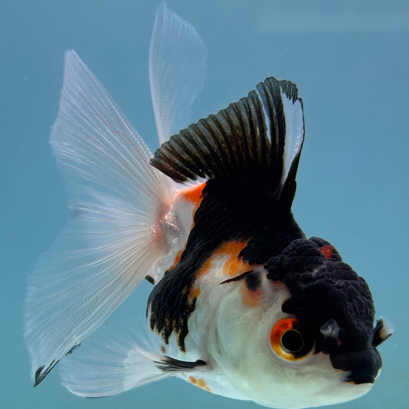 Thai Tri-Color Oranda 2“ Body Female (JCD-135)R4B12