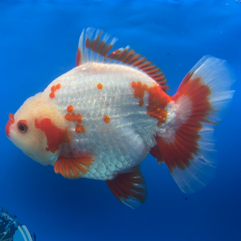 Thai Oranda Red/White 4.5” Body Female(CK-1448)R1BLUETUB1
