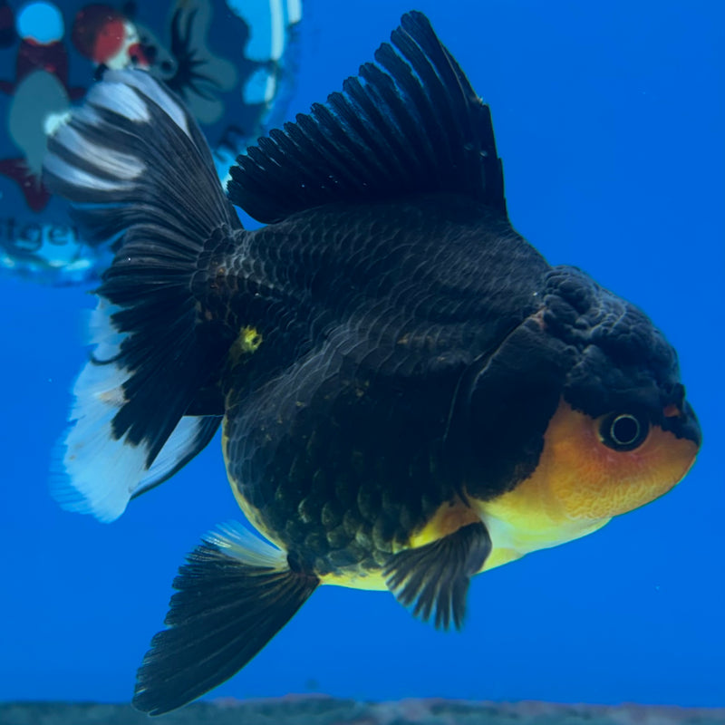 Thai Oranda Apache 3” Body Female(CK-967)R3B21