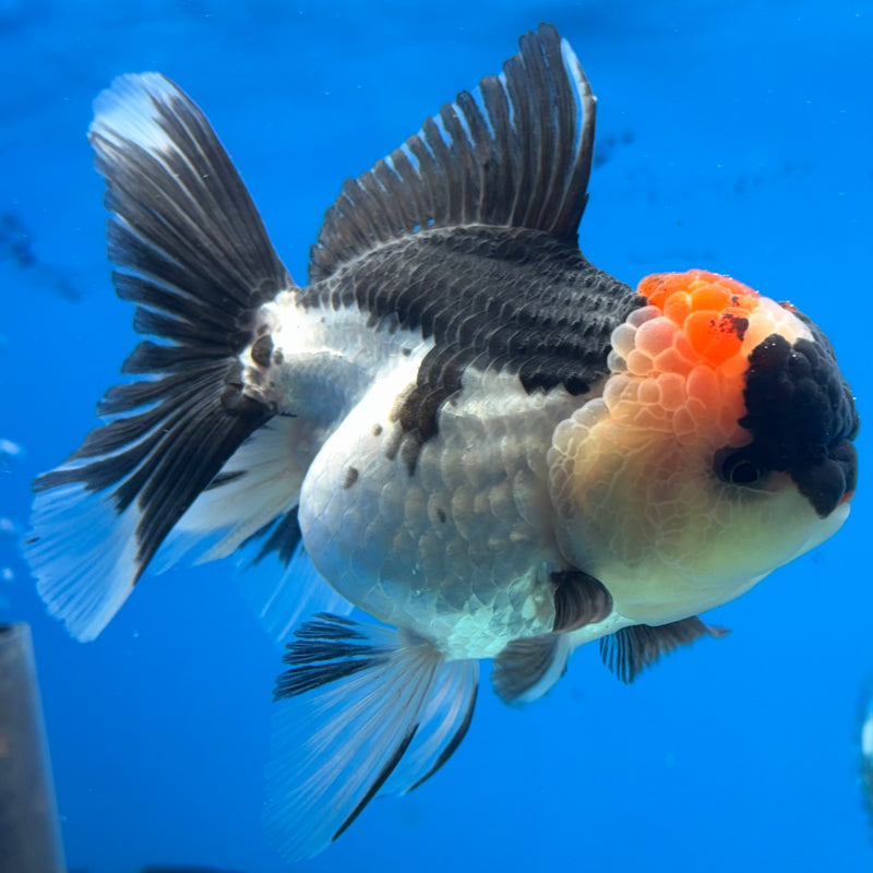 Thai Oranda Tri-Color 3.5” Body Female(CK-913)R1BLUETUB4